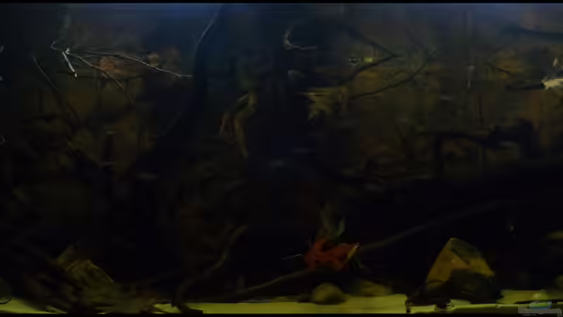 Fronalansicht von DerImperator (4)