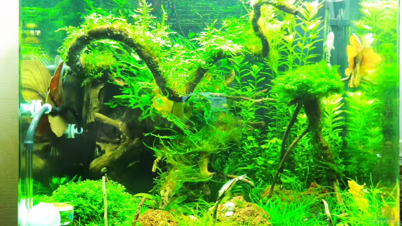 front 20.01.2013 von Walde (21)