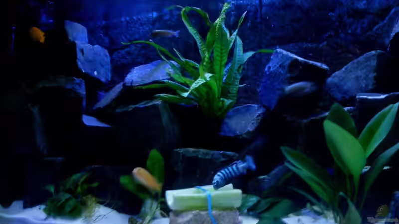 Front Ansicht von Ducky (4)