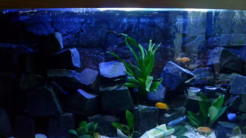 Front Ansicht von Ducky (5)