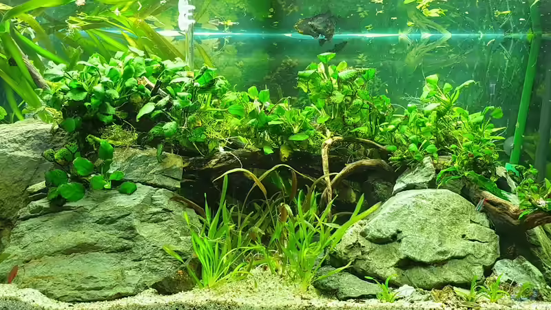 Front Anubias between big stones von GiZZ55 (1)