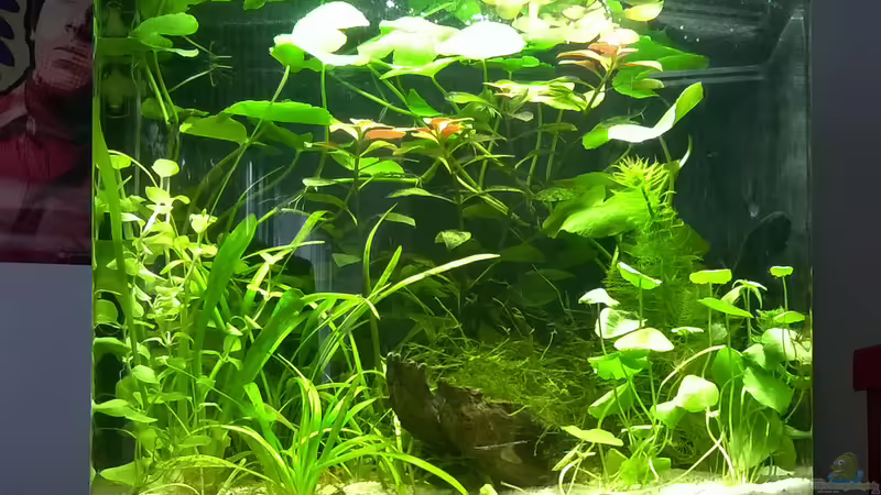 Front CR Becken von Mario74 (2)