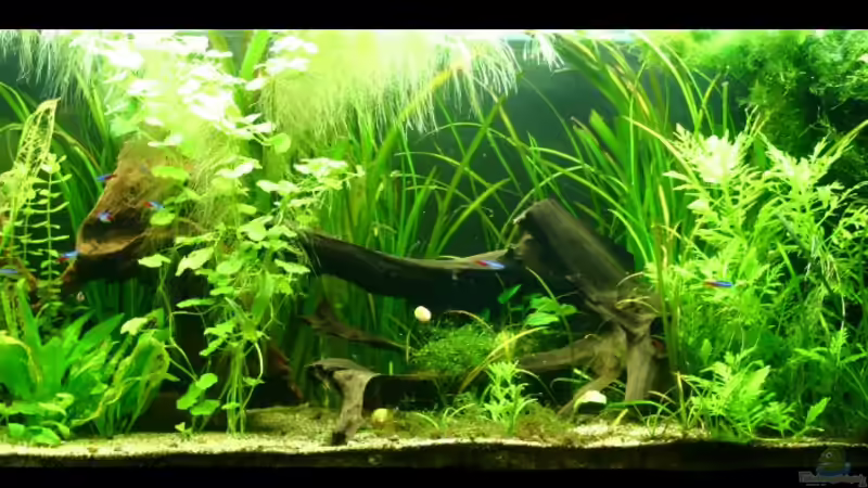 Front komplett von tomato (1)