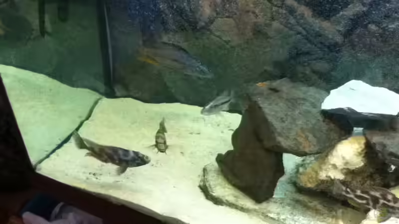 Front links von Höffi (2)