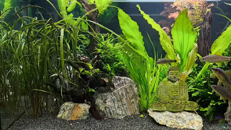 Front links von iceman80 (2)