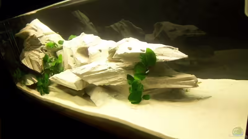 Front links von J.Liebold (4)