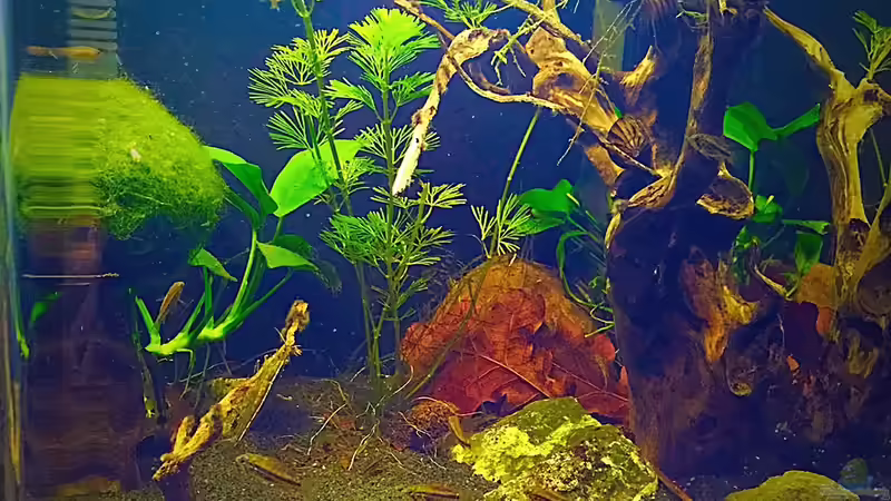 Front mit Baby Kakadu von Sale87 (4)