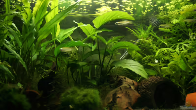 Front Mitte von gezina (2)