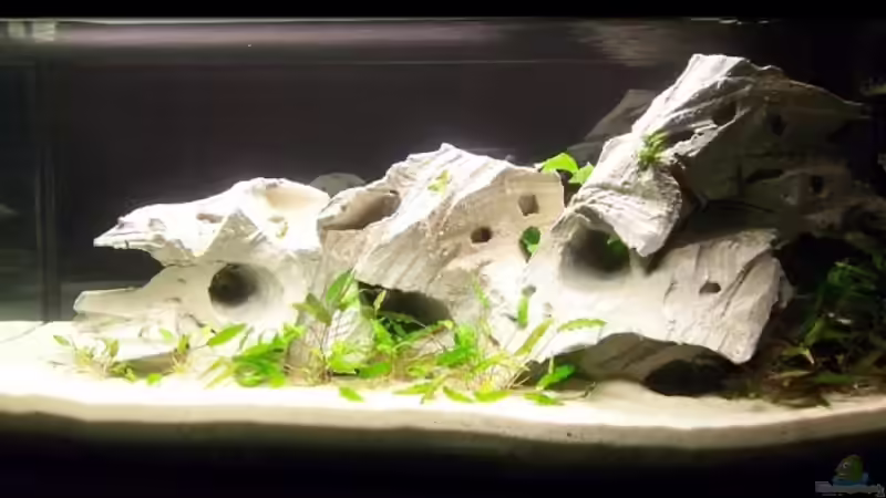 Front rechts nach Neueinrichtung von J.Liebold (1)