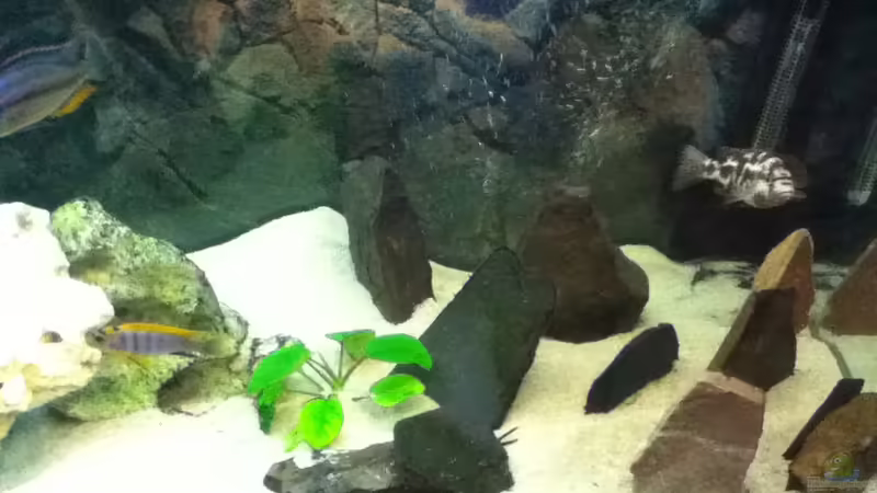 Front rechts von Höffi (4)