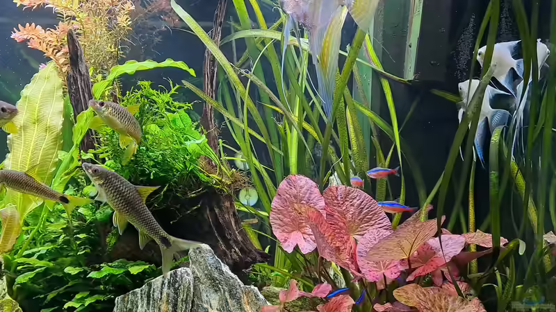 Front rechts von iceman80 (3)