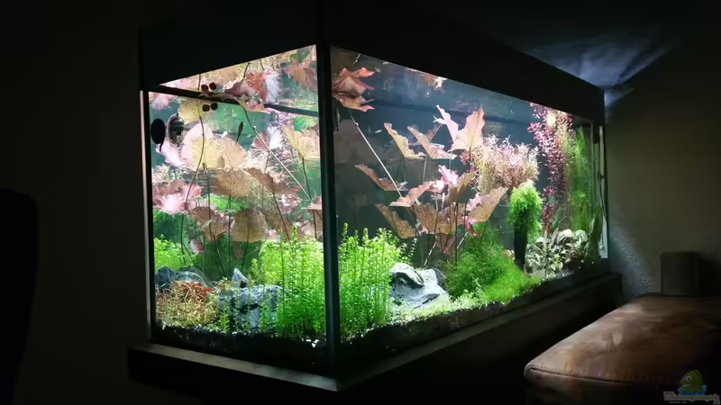 Front-rechts von Ichigo (17)