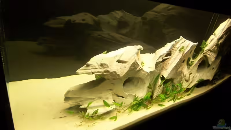 Front rechts von J.Liebold (2)