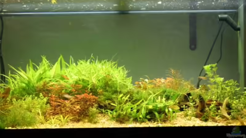 Front view von speedcats (2)