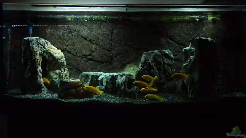 Front von Ayahuasca (1)