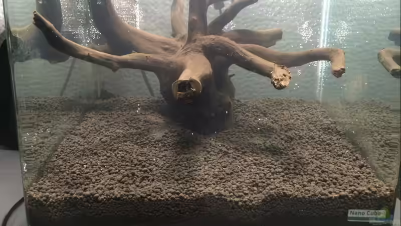 Front von Ayahuasca (9)