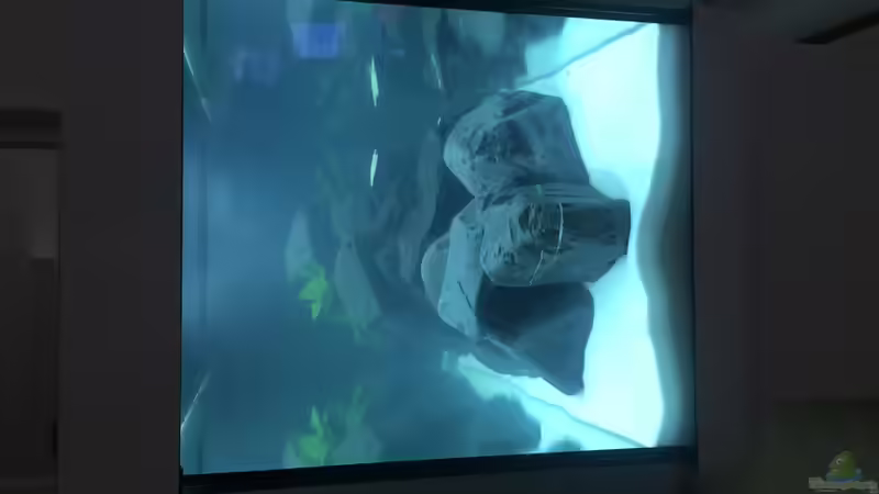 Front von DannySea (5)