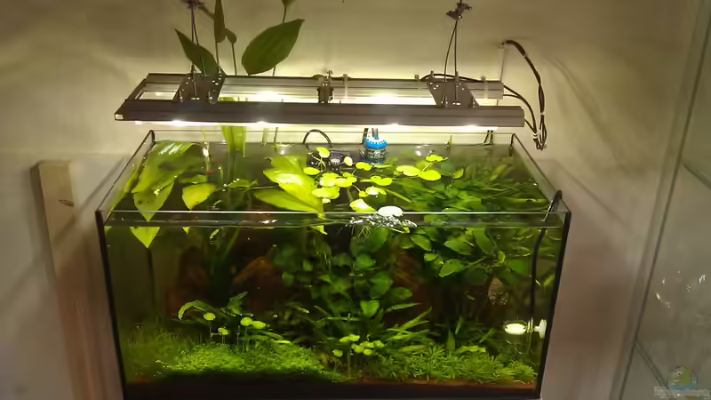 Front von El Hein (2)