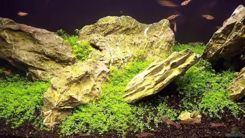 Front von J.Liebold (1)