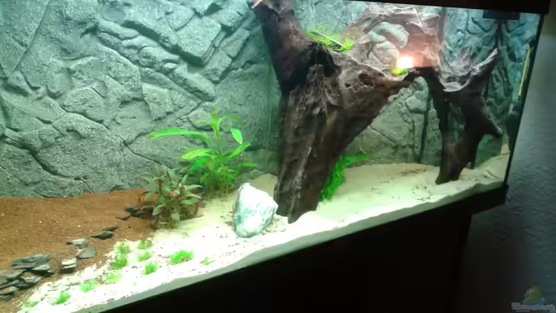 Front von links von Deoroller (10)