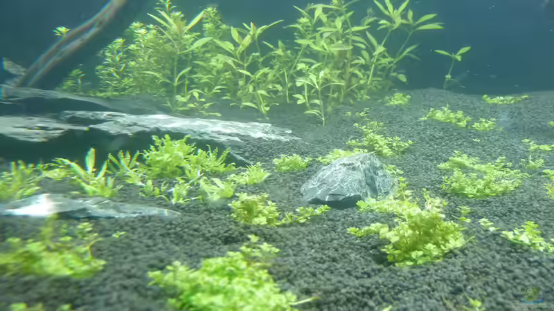 Front von Niederbayer_Andee (4)