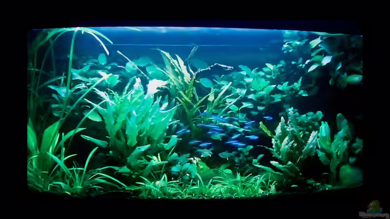 Front von Rabäukchen (2)