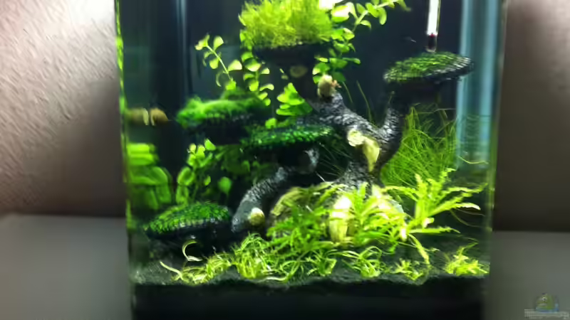 Front von RoZan (13)