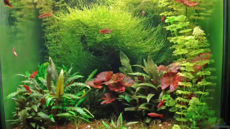 Front von Seifert Daniel (1)