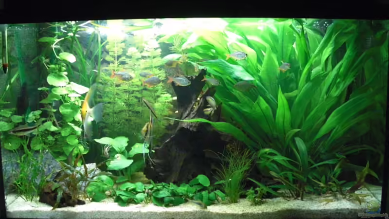 front von the pepper (1)