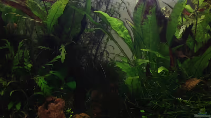 Front von Tipfen (7)