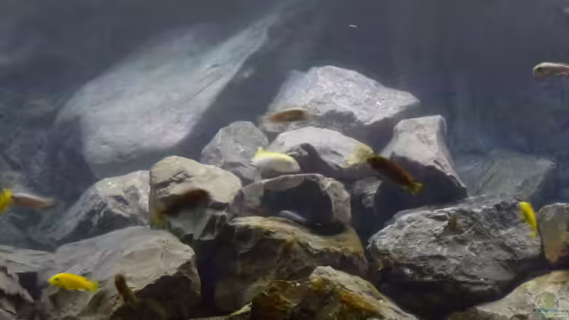 Frontal, Wasser nach Neugestaltung etwas trübe von Tobias.Neher (3)