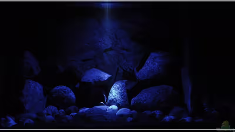 Frontal (4) - Nachtbeleuchtung von ***ELLIS*** (6)