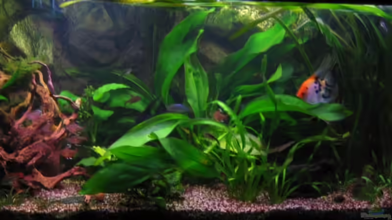 frontal 7.4.08 von Marco Weis (9)