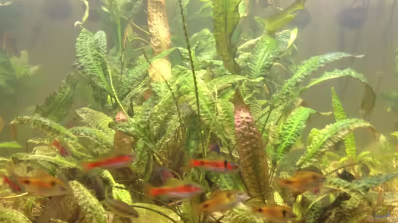 Frontal Ansicht nach 1 Jahr  von schmitzkatze (1)