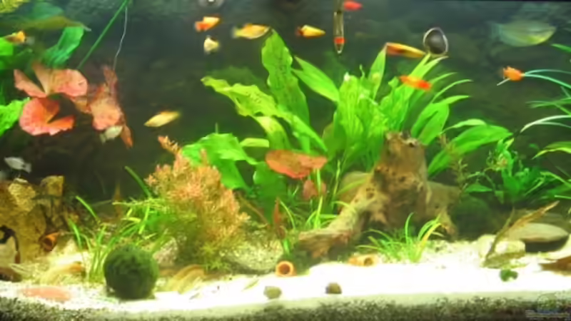 Frontal Ansicht von Christian Trommer (1)