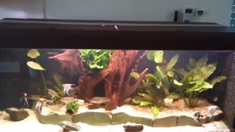 Frontal Ansicht von Hoase (1)