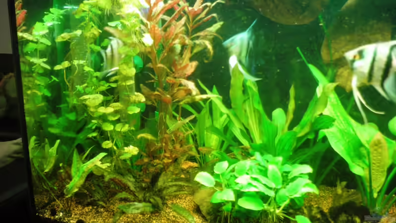 Frontal linke Seite von Mario_83 (5)