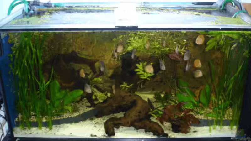 Frontal von Anja Wittig (1)