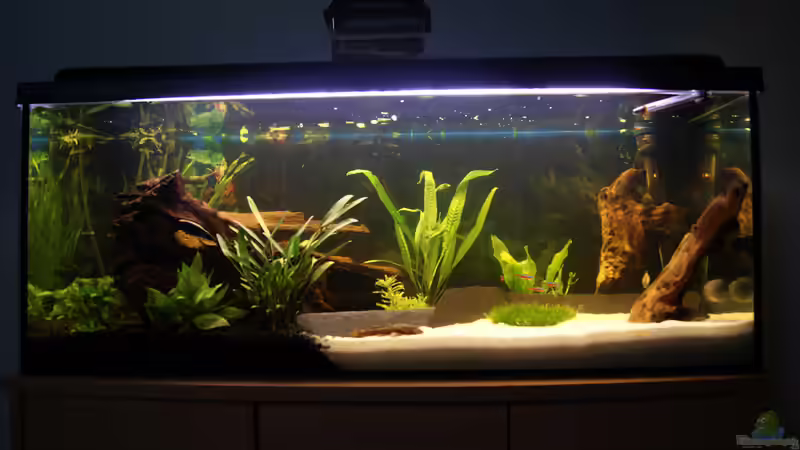 Frontal von CeeJay (2)