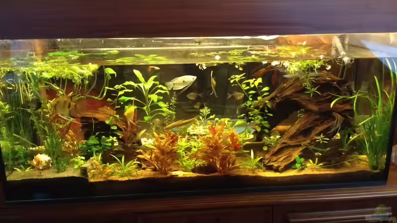 Frontal von Ceylon (5)