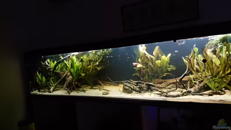 frontal von DennisTheMenis (4)