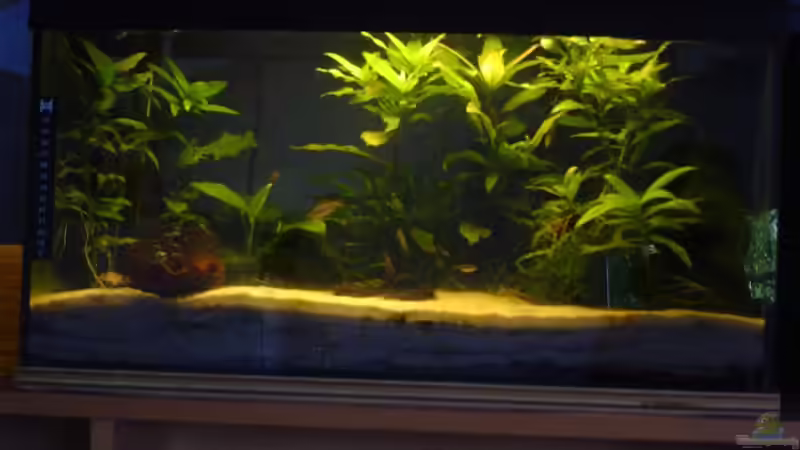 Frontal von Gerd Grau (3)