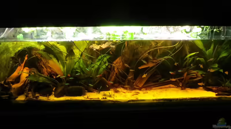 frontal von Jan S. (2)