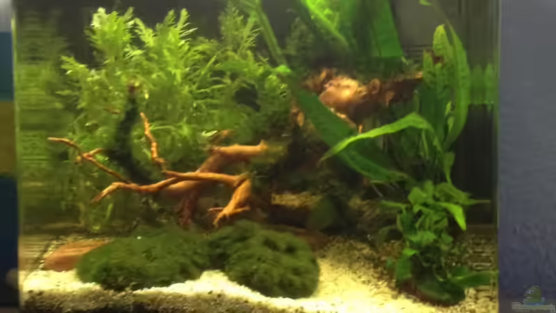 Frontal von Pillemann77 (1)