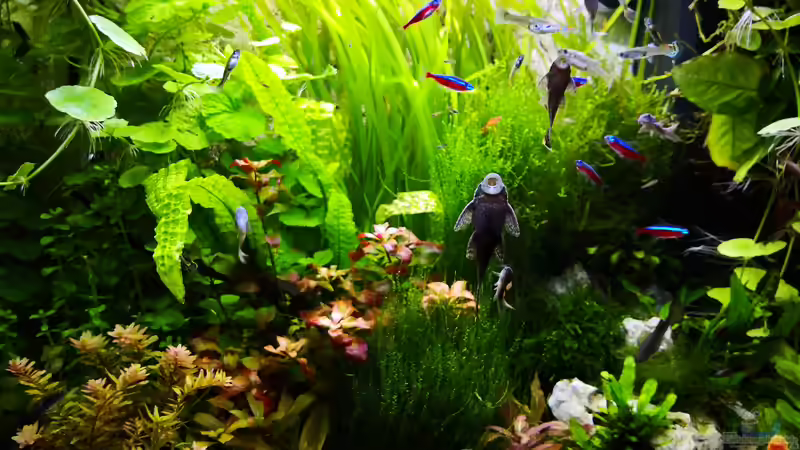 Frontal von Wuppi (1)