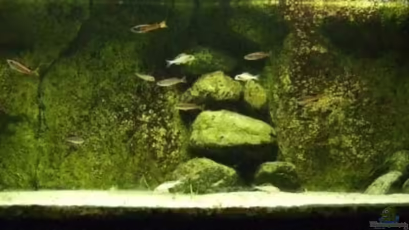 Frontalansicht... von Alex Stark (1)