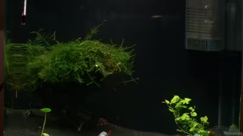 Frontalansicht: 23.03.2009