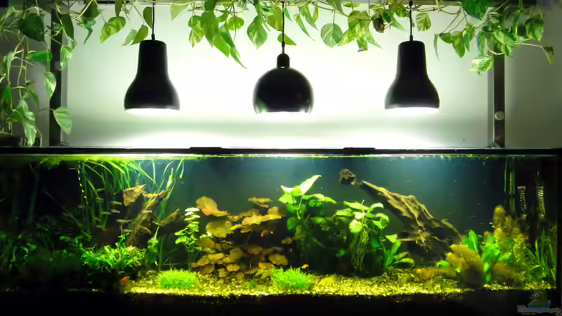 Frontalansicht (03.12.2010) von koba2 (1)