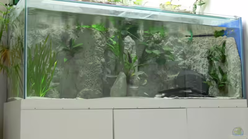 Frontalansicht 12/06 von Dominic Labella (5)