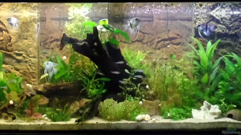 Frontalansicht 13.08.2014 von raubsau (71)